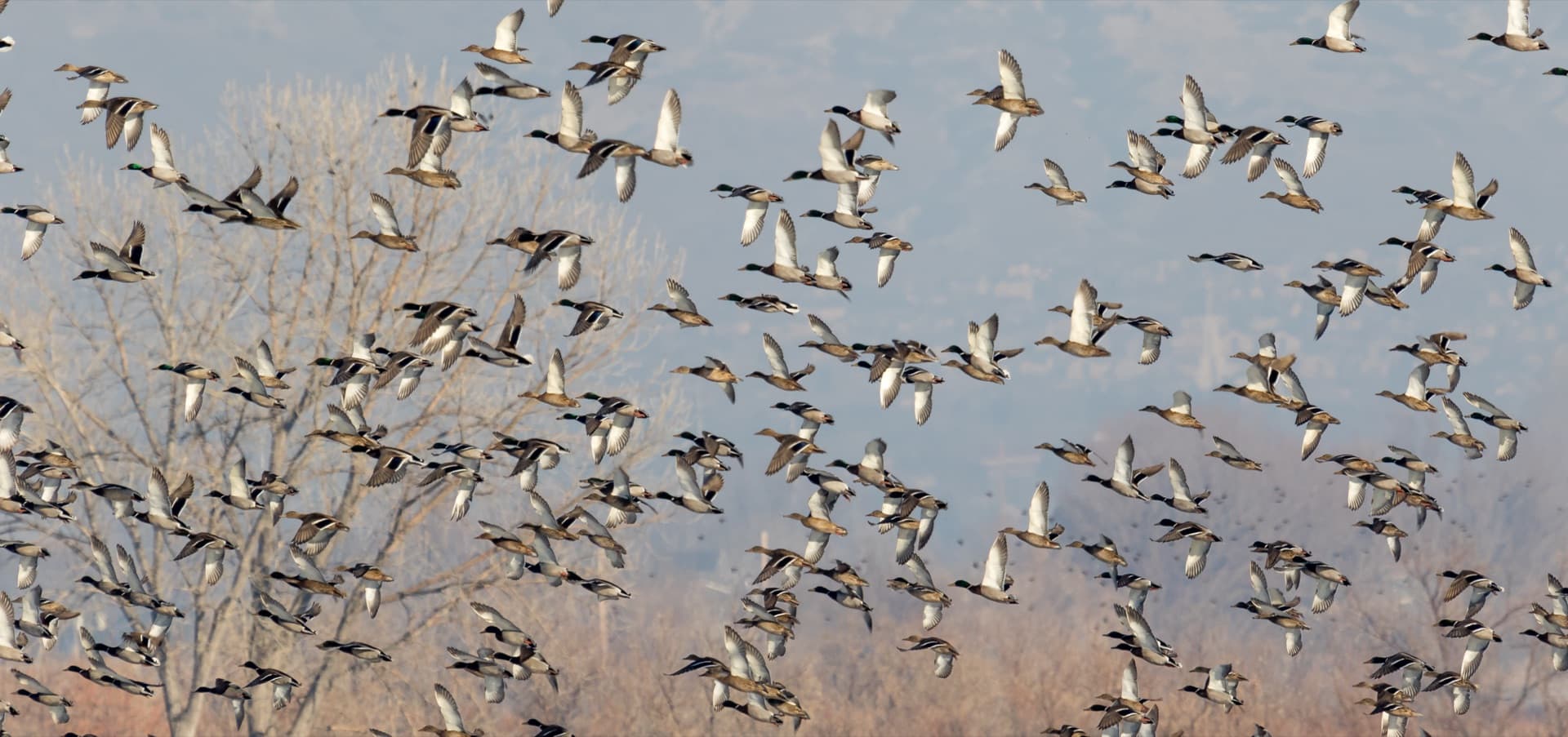 54 Million for Wetlands