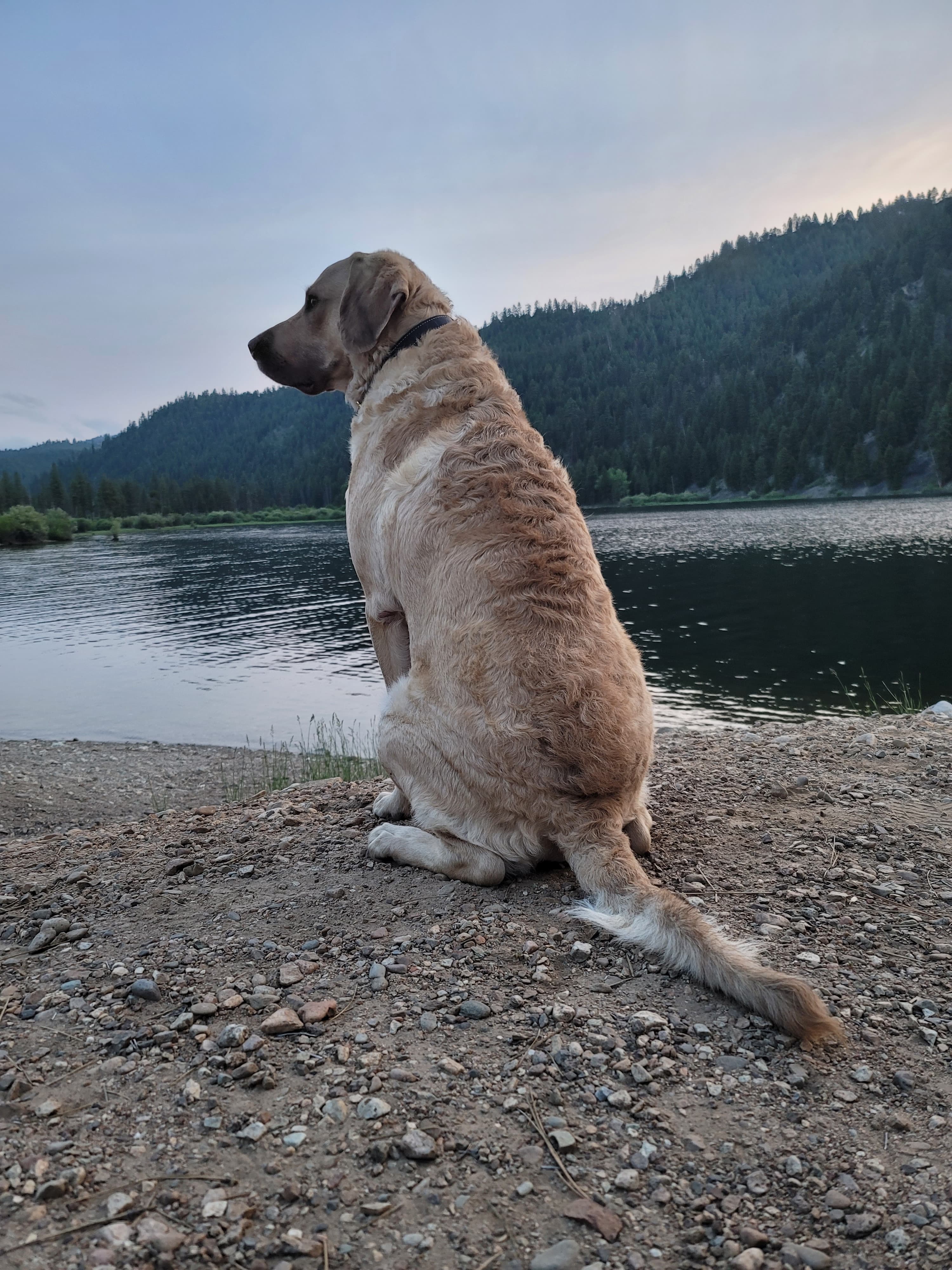 The Distinguished Duck Dog